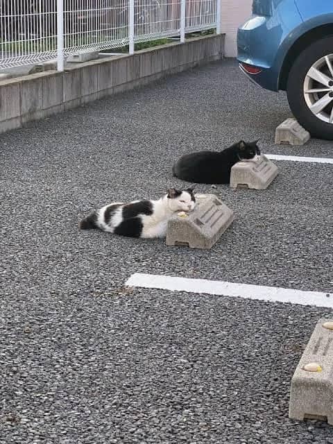 Two cats lying on concrete parking curb wheel stops in Japanese parking lot beside blue car