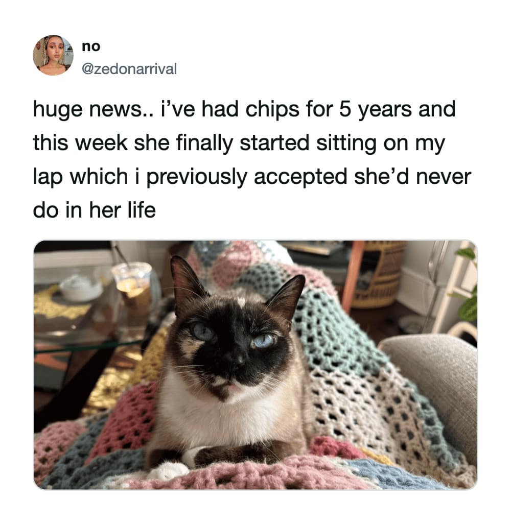 A monumental achievement is celebrated in this funny cat tweet from zedonarrival, documenting a Siamese cat named Chips finally sitting in her owner's lap after five long years of living together.