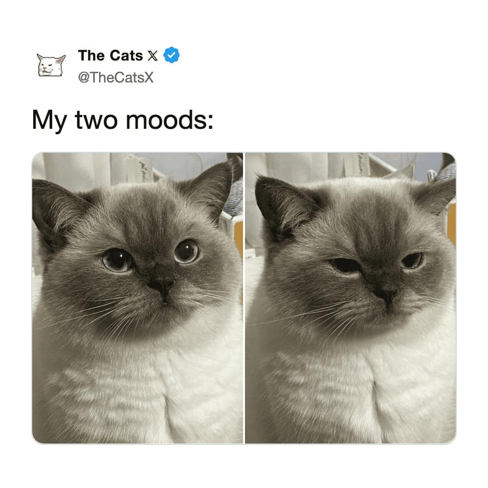 A side-by-side comparison of a round-faced grey and white cat illustrating "two moods." The left panel shows the cat with huge, innocent eyes, while the right panel captures a squinty, deeply judgmental glare that radiates pure cat meme energy.