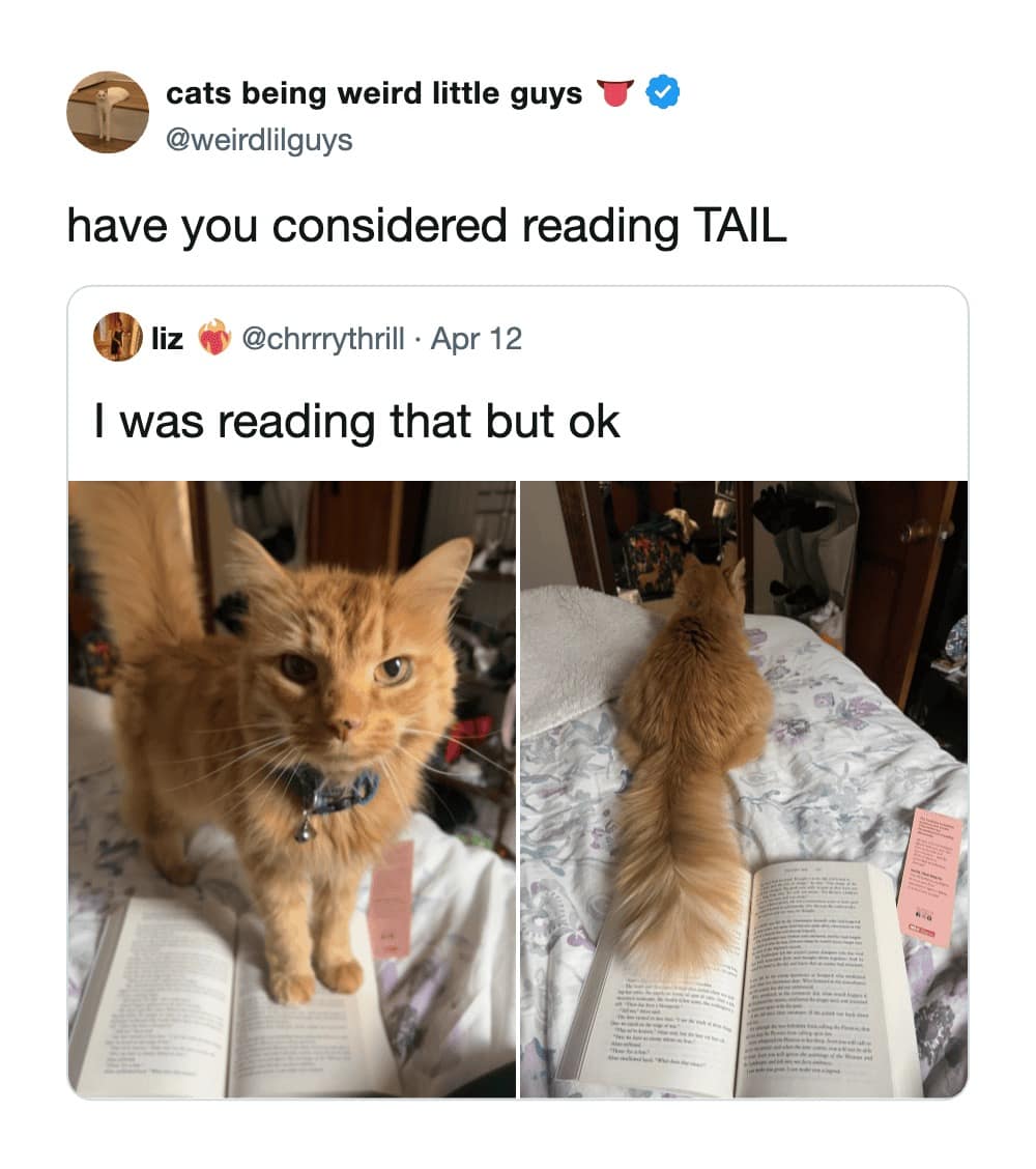 A hilarious funny cat tweet showing a fluffy orange cat standing directly on an open book, followed by a photo of the cat sitting on it with its long tail blocking all the text. The quote tweet suggests that instead of the book, the reader should consider "reading TAIL."