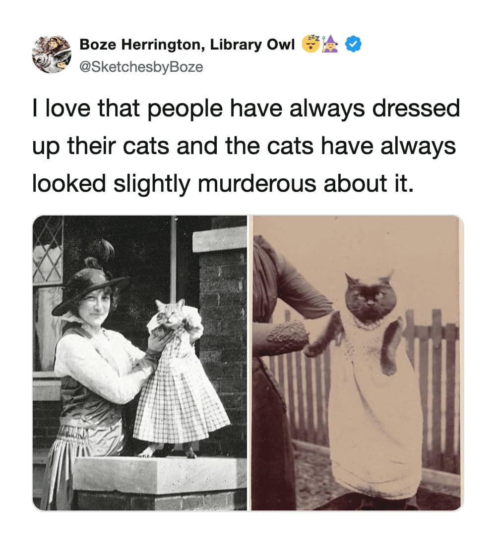 historical funny cat tweet featuring two vintage black-and-white photos from the early 20th century. Both images show women holding cats dressed in human infant clothing, with the cats sporting the exact same murderous, soul-piercing glares found in modern feline content.
