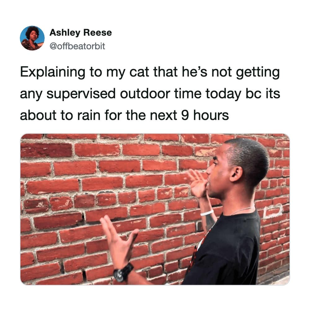funny cat tweet using the "talking to a brick wall" meme to represent the futility of feline communication. The text describes the impossible task of explaining to a cat that outdoor time is canceled due to a nine-hour rainstorm while the cat stares back with zero comprehension.