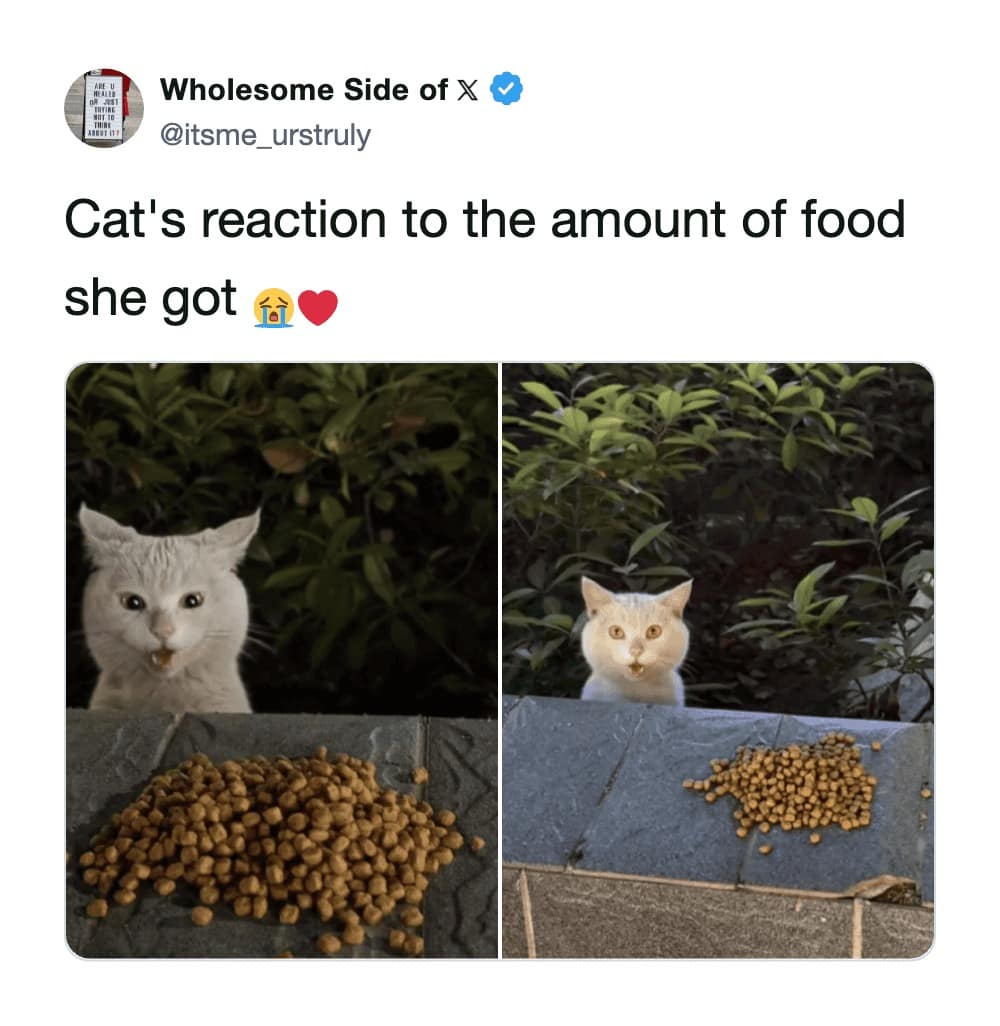 A wholesome but funny cat tweet showing a cat’s exaggerated reaction to a large pile of dry food. The cat is "pogging" with its mouth open in total disbelief, its golden eyes wide with the realization that the kibble jackpot has finally been hit.