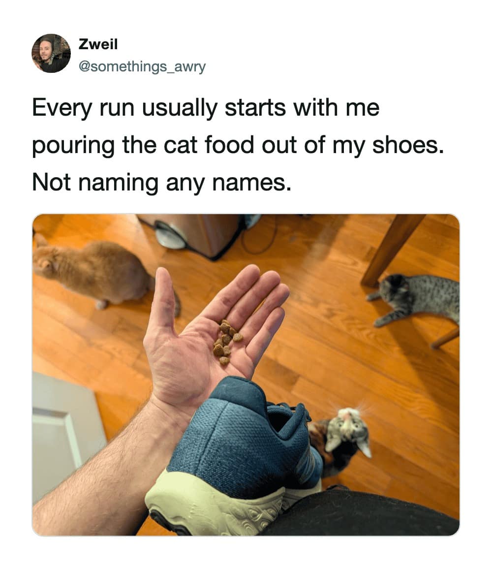A first-person perspective funny cat tweet where a man holds a handful of kibble he just poured out of his blue running shoe. In the blurry background, his cats lounge across the hardwood floor, refusing to take responsibility for the sabotage.