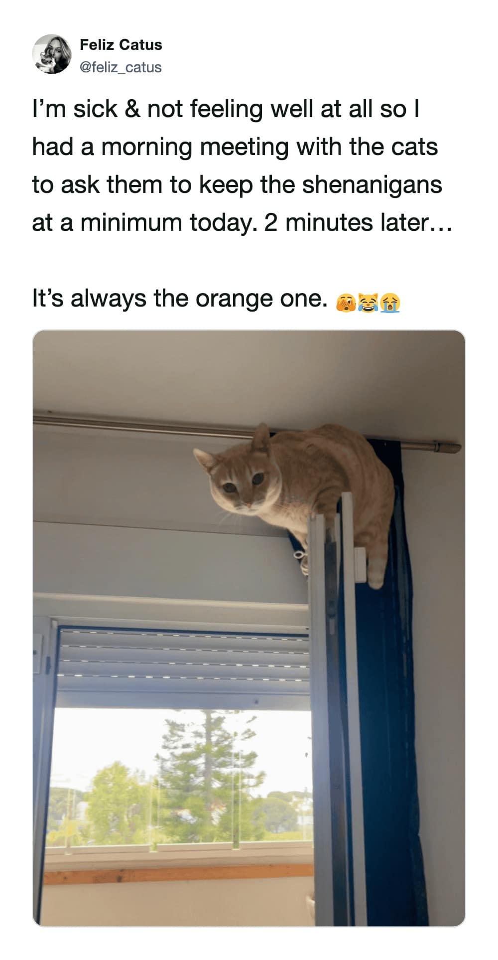 A classic example of "Orange Cat Behavior" captured in a funny cat tweet. Despite the owner being sick and asking for quiet, the ginger cat is seen perched precariously on the razor-thin top edge of an open window frame, defying gravity and logic.
