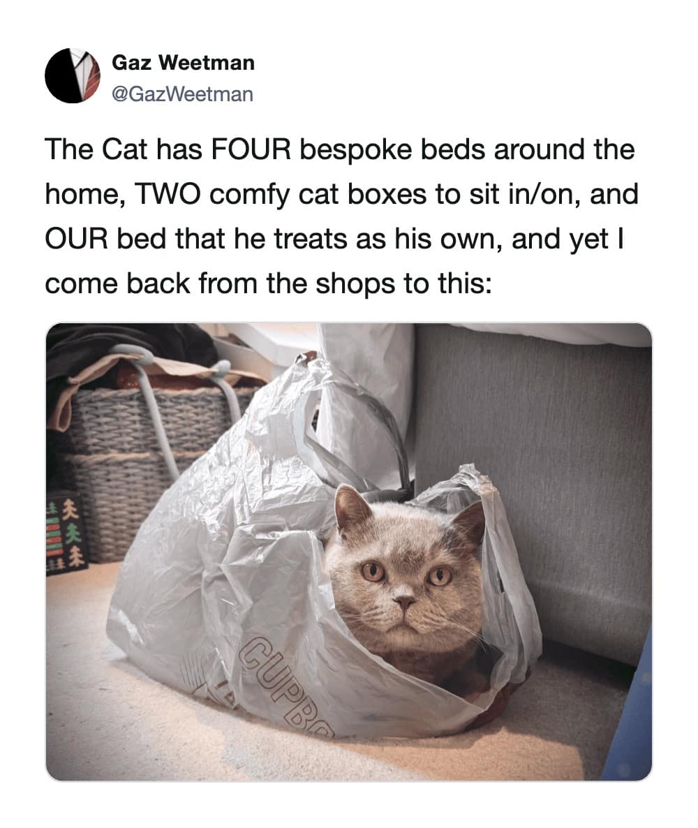 This cat meme highlights the financial tragedy of pet ownership. The text lists four bespoke beds and multiple boxes, yet the accompanying photo shows a British Shorthair cat sitting contentedly inside a crinkled, thin plastic grocery bag on the floor.