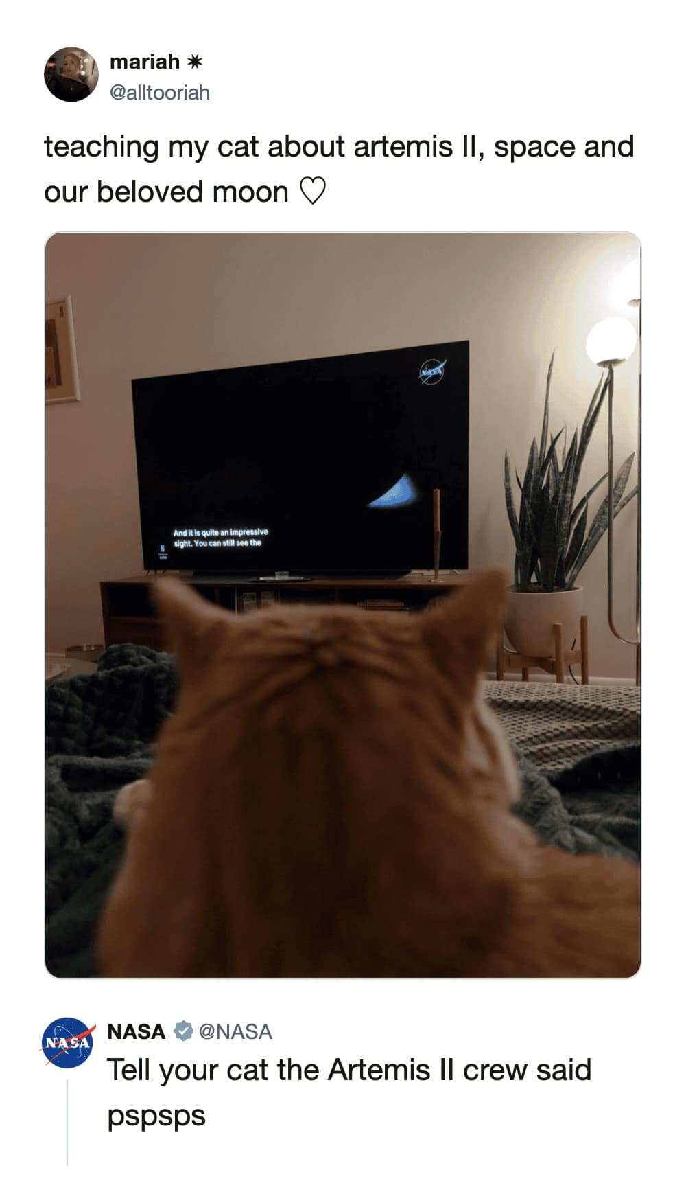 A viral funny cat tweet showing the back of an orange cat’s head as it watches a NASA broadcast about the Artemis II moon mission. The official NASA account replies with the ultimate intergalactic peace offering: "Tell your cat the Artemis II crew said pspsps."