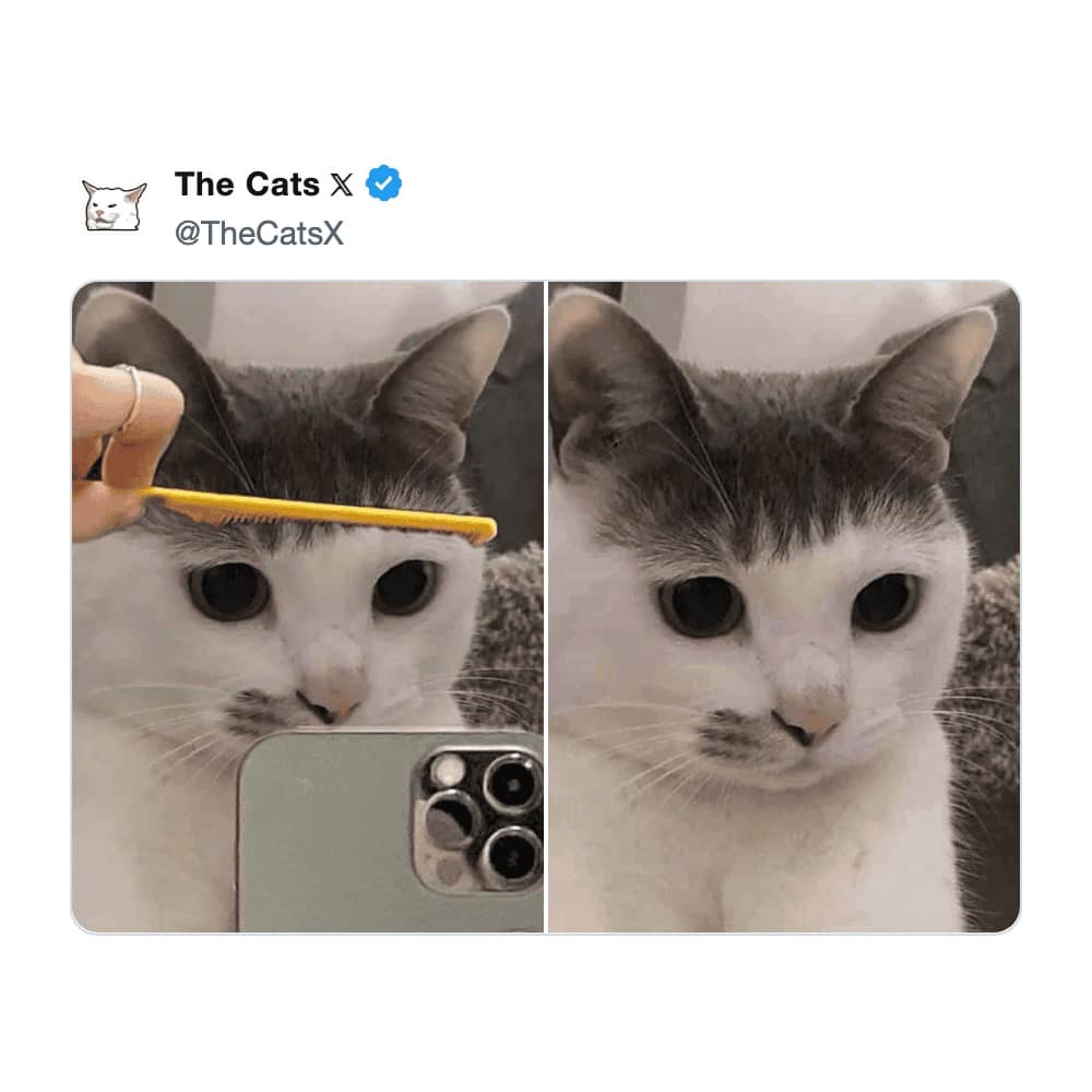 A high-fashion cat meme shows a white and grey feline having its forehead fur combed into sharp, straight bangs with a yellow comb, making it look like a 2000s indie rock lead singer.