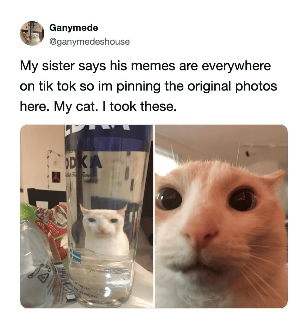 User Ganymede claims ownership of a famous cat meme in this post, showing the original distorted photo of their white cat seen through a glass of water alongside a wide-eyed close-up.