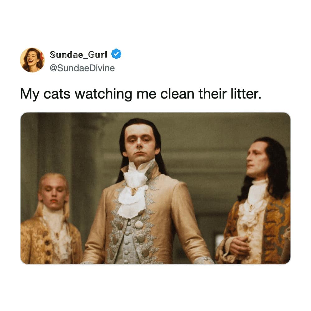 Sundae_Gurl shares a funny cat tweet comparing her pets to the haughty Volturi vampires from the Twilight series, staring down with regal judgment while she cleans their litter box.
