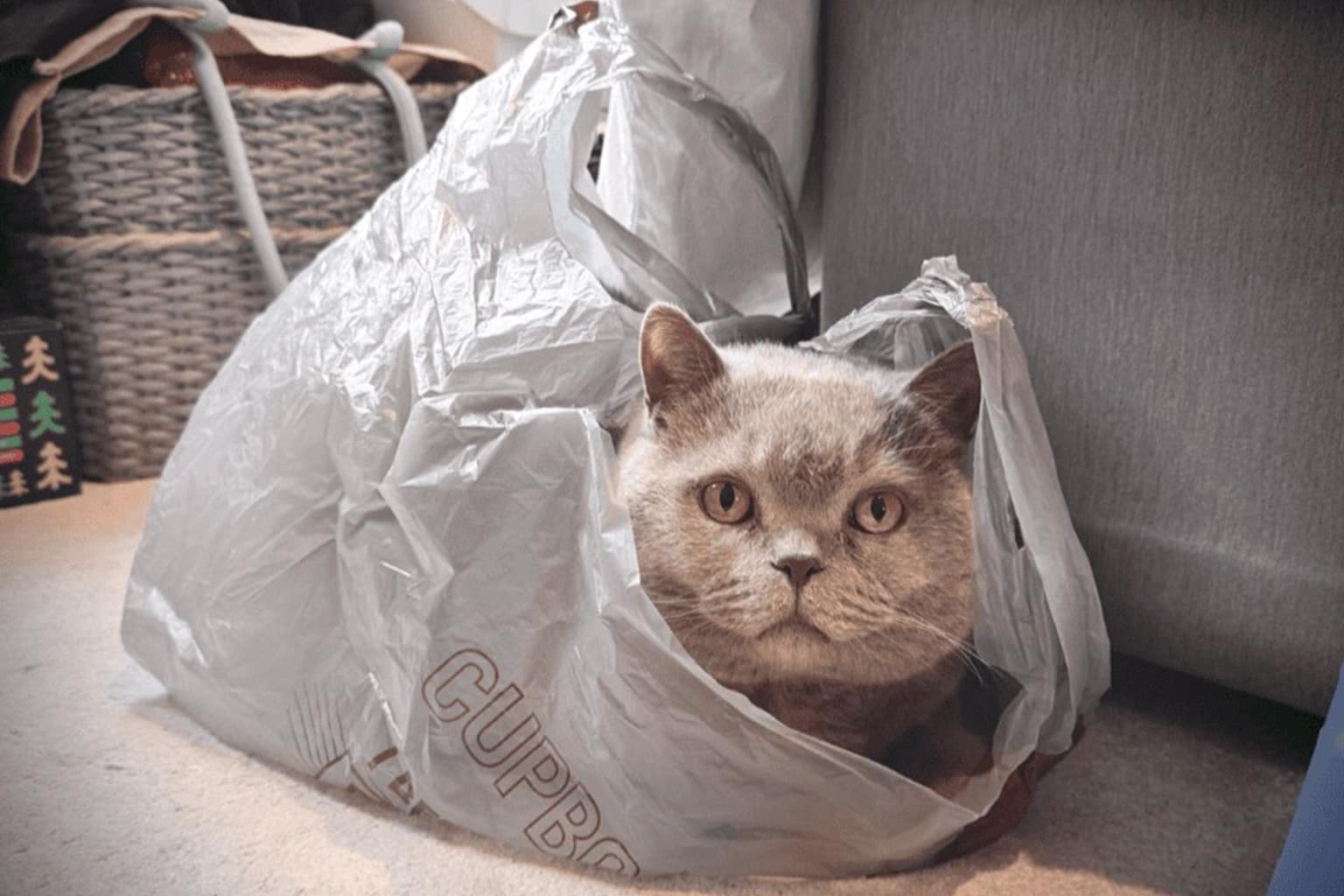 A funny cat tweets gallery compilation featuring a cat with 2000s-style indie bangs, a feline compared to the Volturi vampires from Twilight, and the official NASA account telling a cat "pspsps" from outer space.