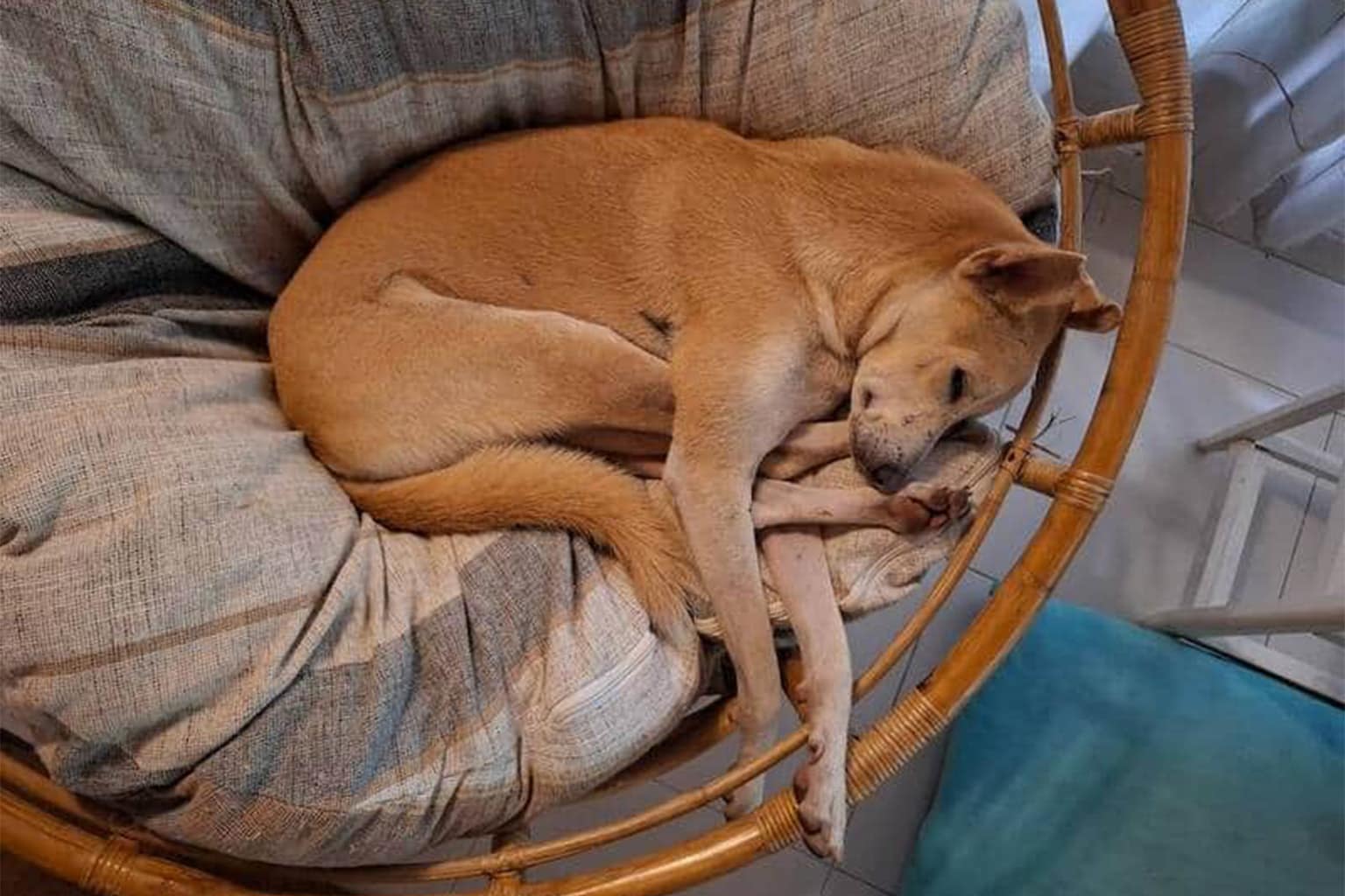 A comprehensive gallery of funny dogs sleeping in weird positions documenting canine flexibility, featuring a tan dog with its back feet touching its ears, a massive brindle Great Dane twisted into a tiny dog bed, and a pitbull mix wearing yellow pajamas while sleeping in an upside-down pretzel shape.