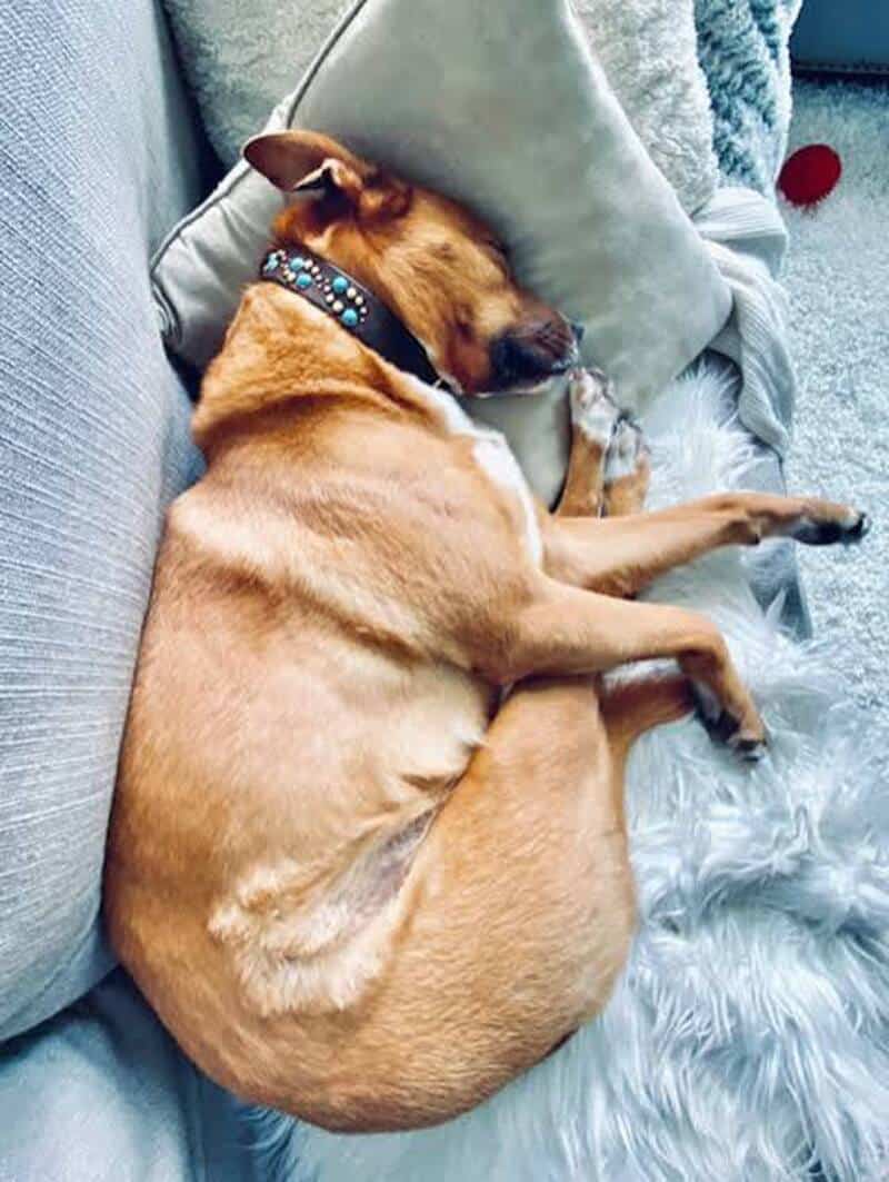 A high-octane view of a tan dog experiencing a total physics glitch, sleeping on a grey couch with its hind hocks tucked all the way up next to its ears. This is a top-tier example of funny dogs sleeping in weird positions where the spine seems entirely optional.
