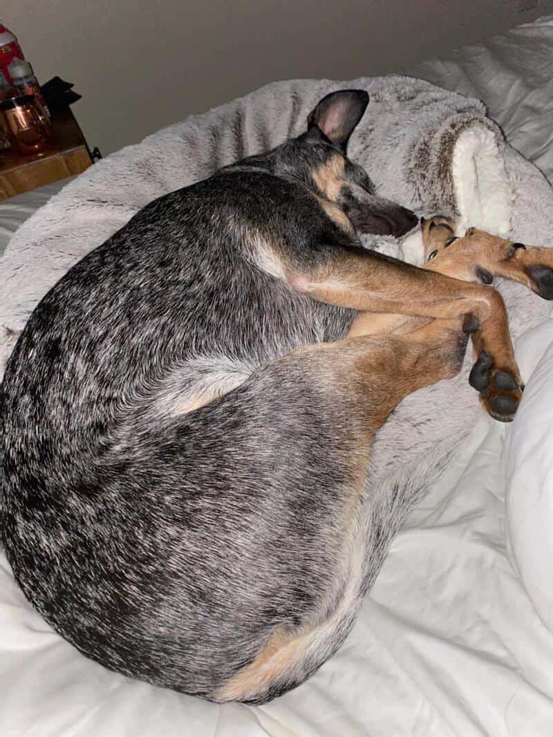 A speckled cattle dog mix lying in a grey plush bed. This funny dogs sleeping in weird positions entry shows the dog lying on its side while pulling its back legs forward in a dramatic, tucked-in crunch that would make an Olympic diver proud.