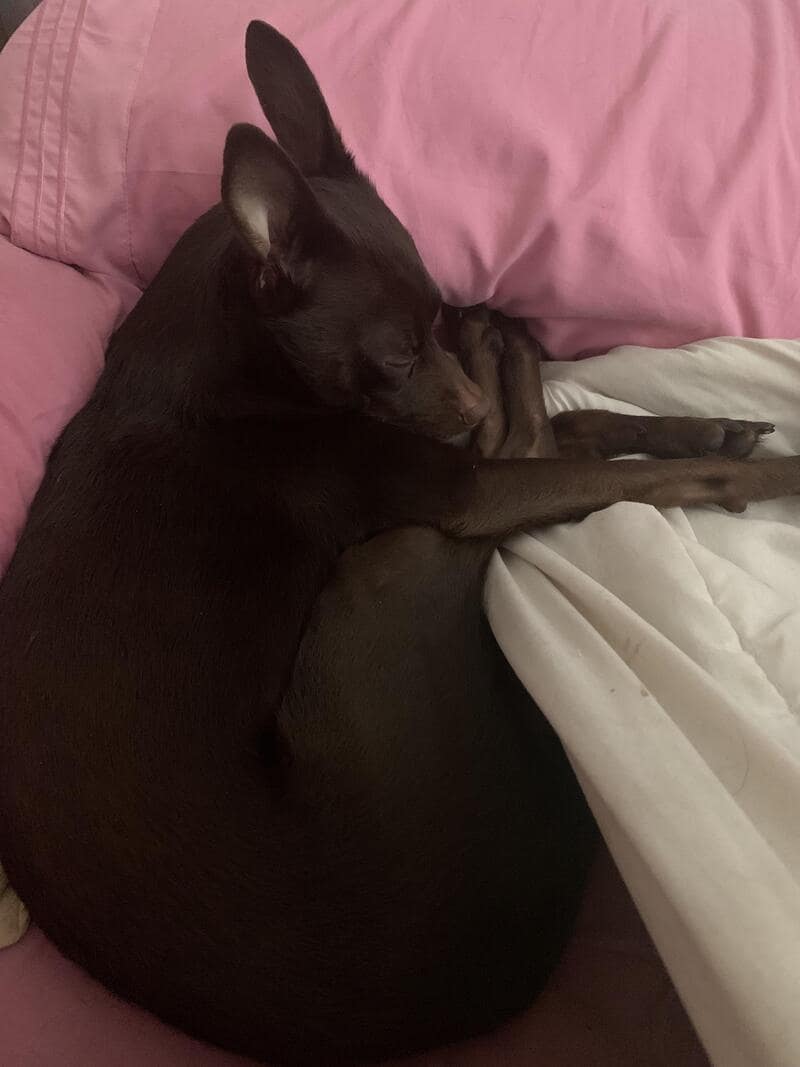 A small, sleek chocolate-brown dog curled into a tight spiral on a bubblegum-pink pillow. In the grand tradition of funny dogs sleeping in weird positions, this pup has successfully achieved the "Zero-Gap Doughnut" by burying its snout under its own hind legs.