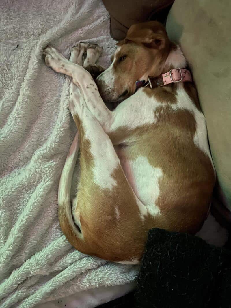 A tan-and-white hound mix performing an aggressive "shrimp" tuck on a textured white throw. This is a legendary entry for funny dogs sleeping in weird positions, where the dog’s back paws are essentially serving as earmuffs for its own head.