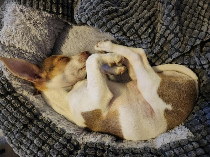 A tiny white-and-brown terrier mix asleep in a plush grey "doughnut" bed. This showcase of funny dogs sleeping in weird positions features a dog twisted so tightly that its oversized ears provide the only structural clue as to which end is which.