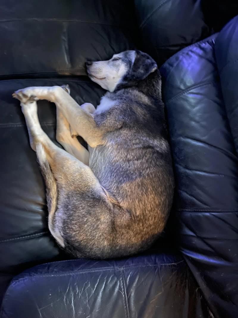 A large Shepherd mix on a black leather sofa, captured in a literal 180-degree vertical fold. This "Olympic Pike" is a high-level maneuver among funny dogs sleeping in weird positions, resulting in a dog that is essentially a furry right angle.
