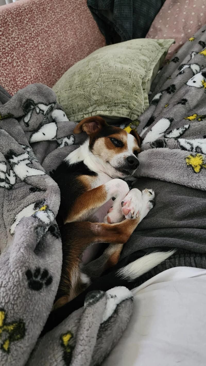 A small brown-and-white dog reclining on a pile of blankets, sleeping belly-up with all four paws bunched together in a tangled cluster over its chest. It’s a masterclass in funny dogs sleeping in weird positions and the total abandonment of dignity.