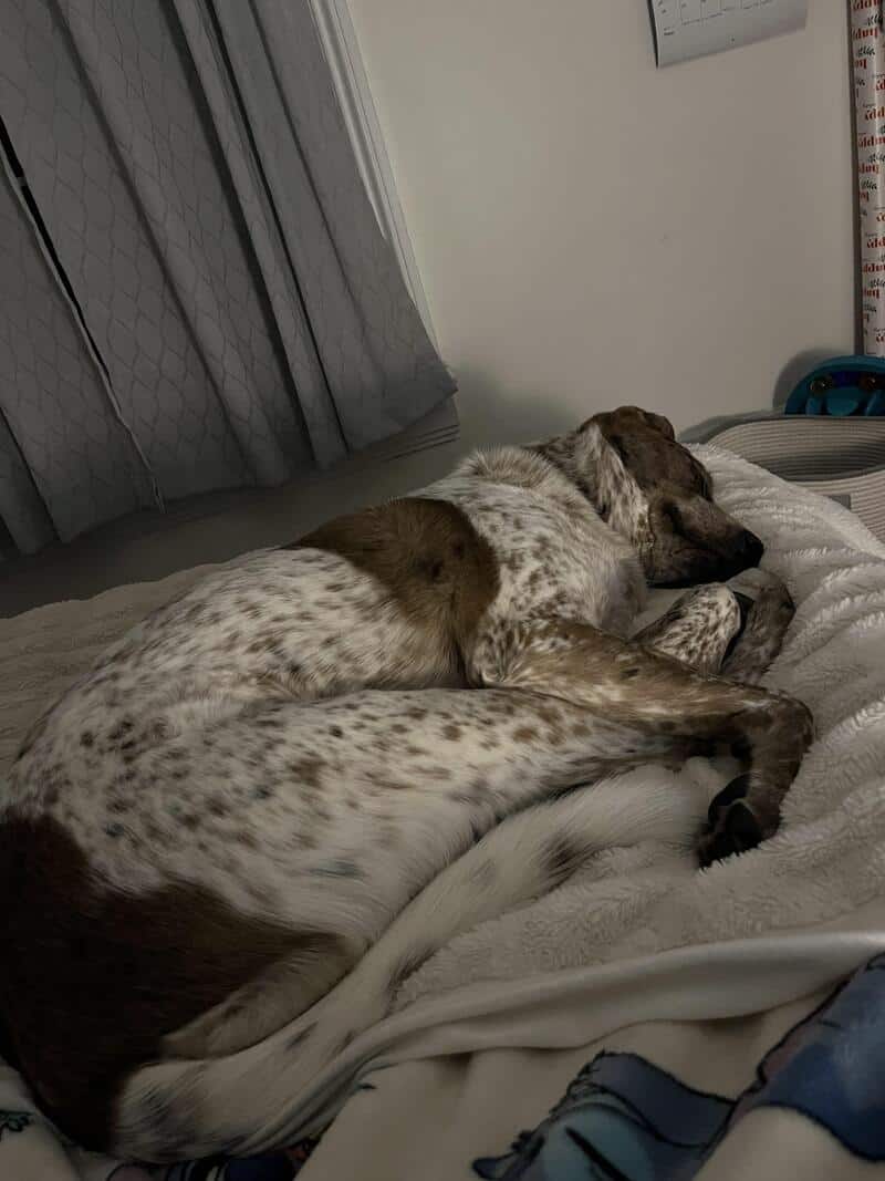 A heavily speckled hunting dog lying on a white bed, folded nearly in half so that its head is resting comfortably on its own rear hocks. This funny dogs sleeping in weird positions snapshot proves that for a tired dog, a hip bone is just as good as a pillow.