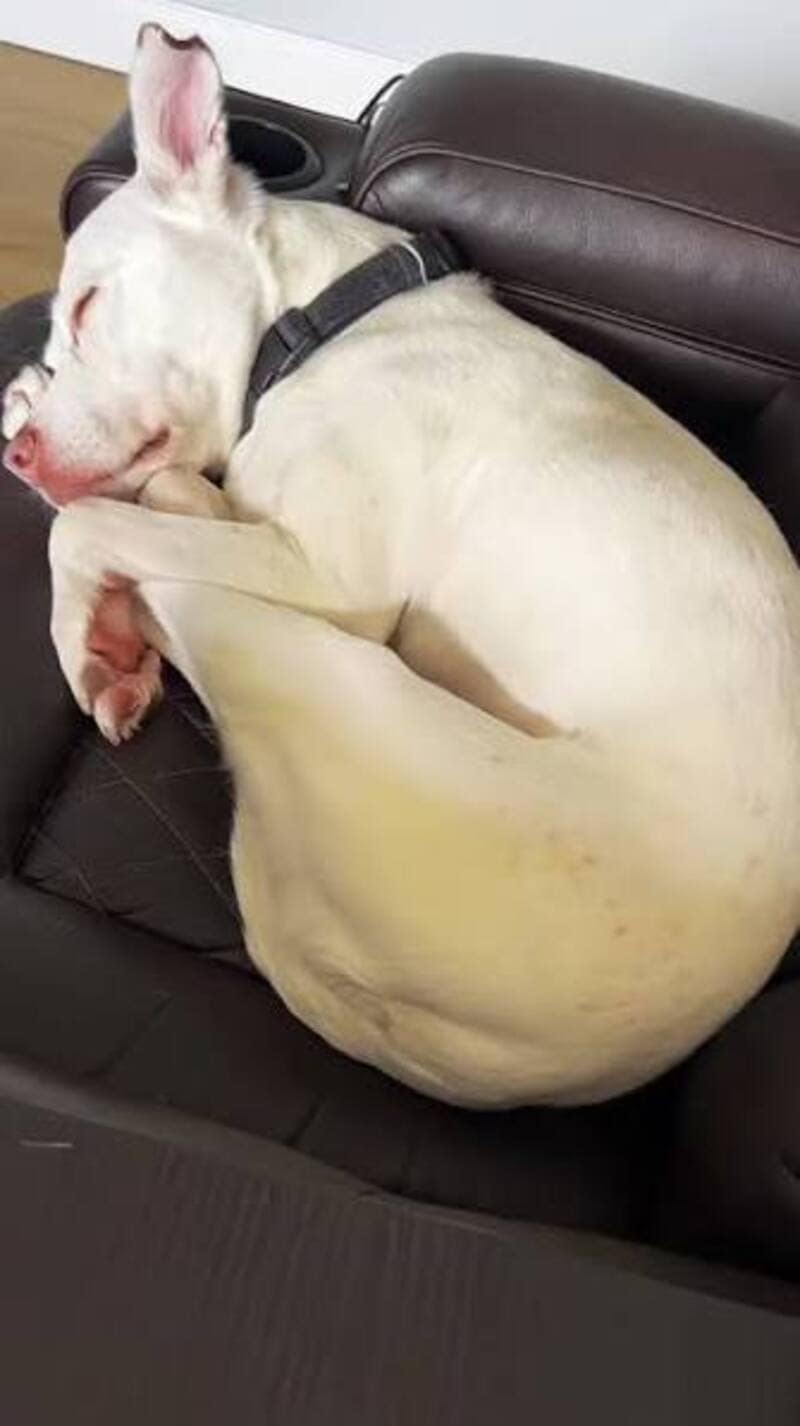A solid white dog curled into a seamless, spherical white orb on a dark leather recliner. Among funny dogs sleeping in weird positions, this is known as the "Snowball," where the dog's legs completely disappear into its own mass.