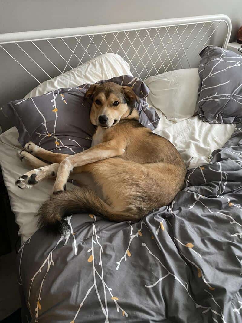 A tan-and-black mixed breed sitting upright in bed, chin resting on a pillow, but with its back legs splayed out sideways in a bizarre "human sitting in a chair" position. This is the "Broken Office Chair" of funny dogs sleeping in weird positions.