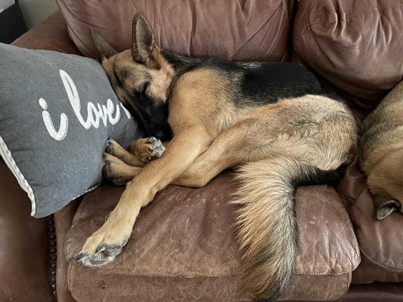 A German Shepherd sprawled on a brown leather couch, resting its head on a grey pillow that says "I love..." while letting one long front leg dangle off the edge. This entry for funny dogs sleeping in weird positions captures the exact moment a guard dog decides it's off the clock.
