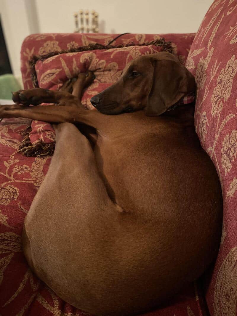 A large brown hound-mix defies the laws of skeletal structure on a red patterned sofa. The dog is folded in half like a piece of carry-on luggage, documenting one of the most funny dogs sleeping in weird positions found in a modern living room.