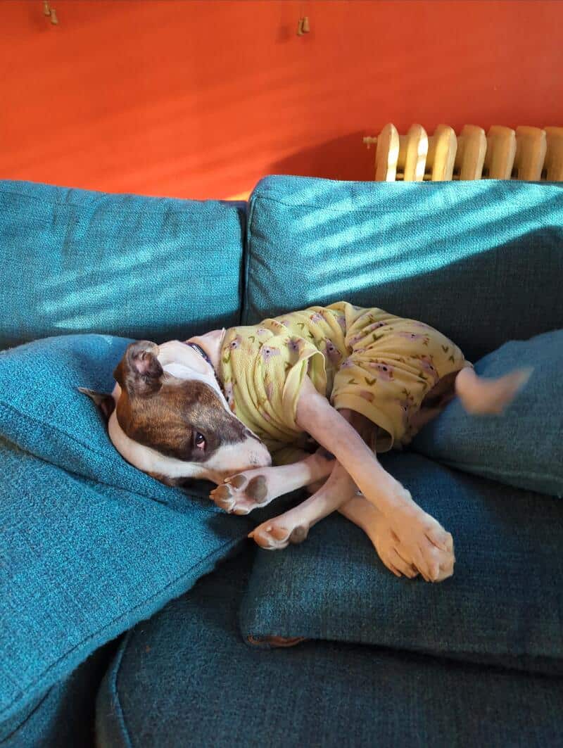 A brindle-and-white dog wearing yellow pajamas, twisted into an upside-down pretzel on a teal blue sofa. This final specimen of funny dogs sleeping in weird positions features a dog staring blankly at the camera while its hind legs are somehow pointing at the ceiling.
