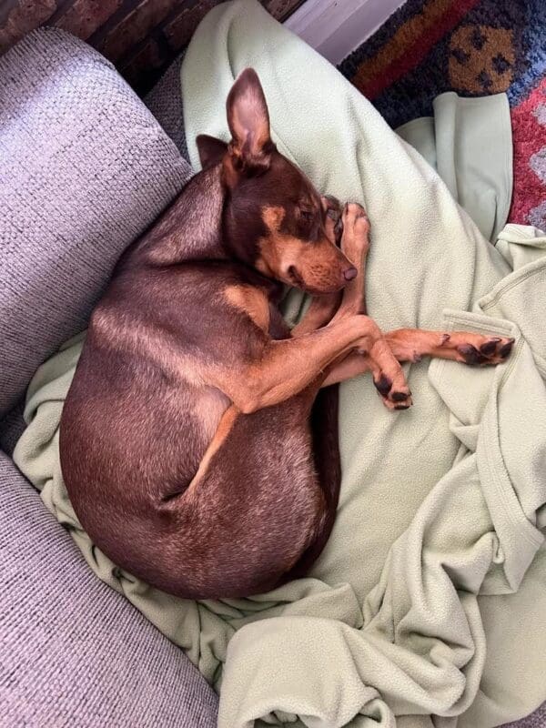 A funny dog sleeping a a weird position really going into shrimp mode.