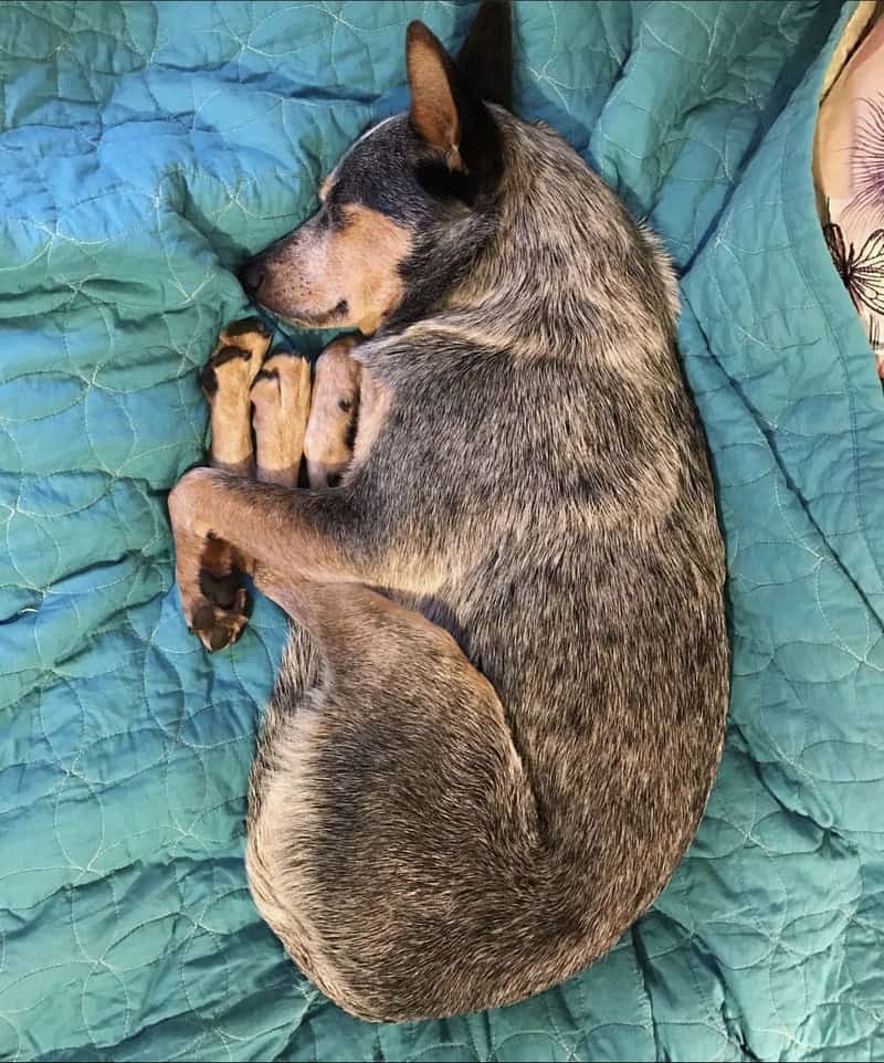 An Australian Cattle Dog tucked into a perfect "shrimp" position on a teal quilted bedspread. Among funny dogs sleeping in weird positions, the cattle dog's ability to bunch all four paws into a tiny cluster under its chin is legendary.