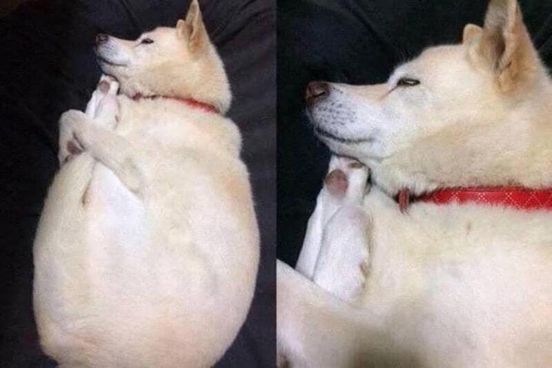 A two-panel study of a white Shiba Inu sleeping in a dramatic "prawn" tuck. This funny dogs sleeping in weird positions highlight shows the dog curled so tightly into a fluffy white orb that its face is barely visible behind its own paws.