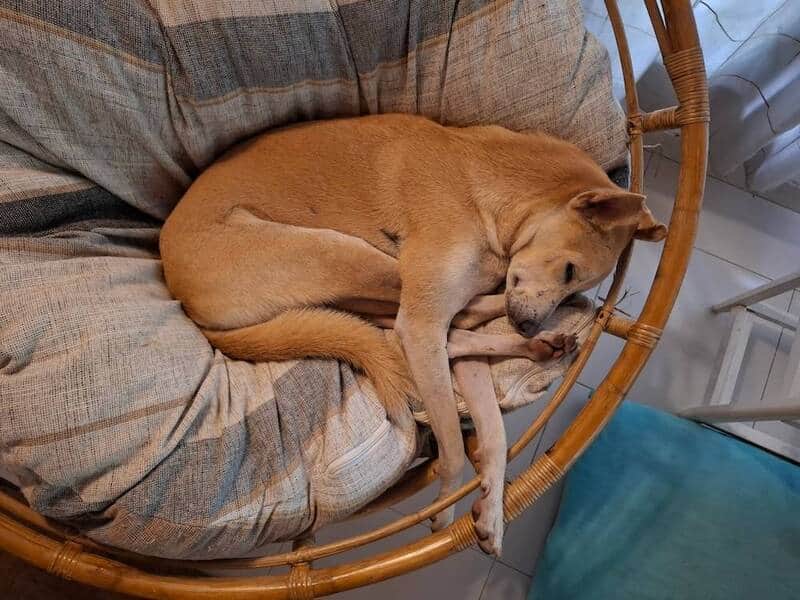 A tan dog lounging in a wicker papasan chair. In this entry for funny dogs sleeping in weird positions, the dog has managed to melt into the cushion while letting one long leg dangle straight through the wicker frame toward the floor.