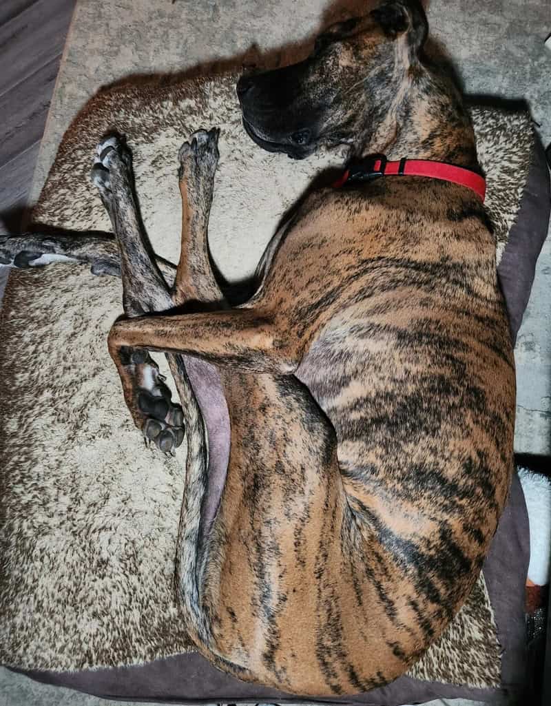A massive brindle Great Dane attempting to fit its entire body into a bed designed for a much smaller creature. This funny dogs sleeping in weird positions photo captures the "pretzel" tuck where four massive, striped legs are intertwined over the dog's chest.