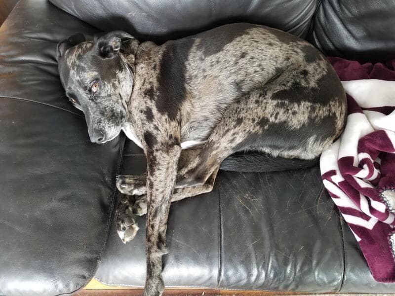 A speckled merle dog on a black leather couch, showcasing how funny dogs sleeping in weird positions often involve a complete lack of boundaries—even with their own limbs. The dog's snout is tucked deeply between its own back legs.