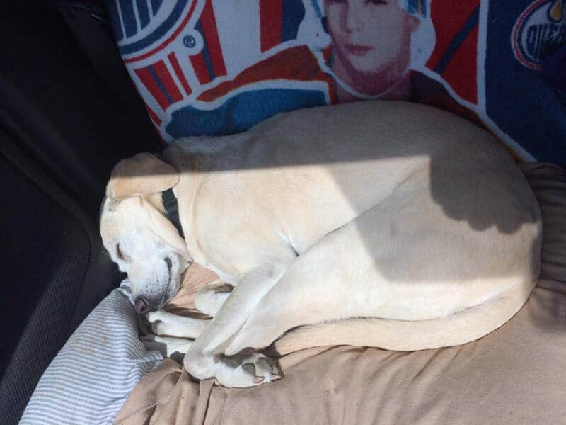 A yellow lab mix sleeping in the back of a car, squeezed into a corner against an Oilers-themed blanket. This funny dogs sleeping in weird positions snapshot shows the dog forming a sharp "U" shape to maximize its nap potential in a limited space.