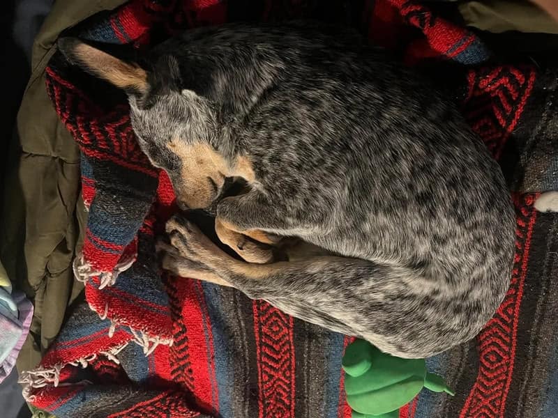 A blue heeler curled into a tight, aerodynamic circle on a red and blue woven blanket. This specimen of funny dogs sleeping in weird positions illustrates the "cinnamon roll" technique perfected by working breeds for maximum warmth.