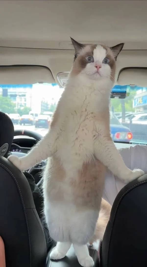 A funny cat standing on its hind legs in a car looking curiously over the back seat.