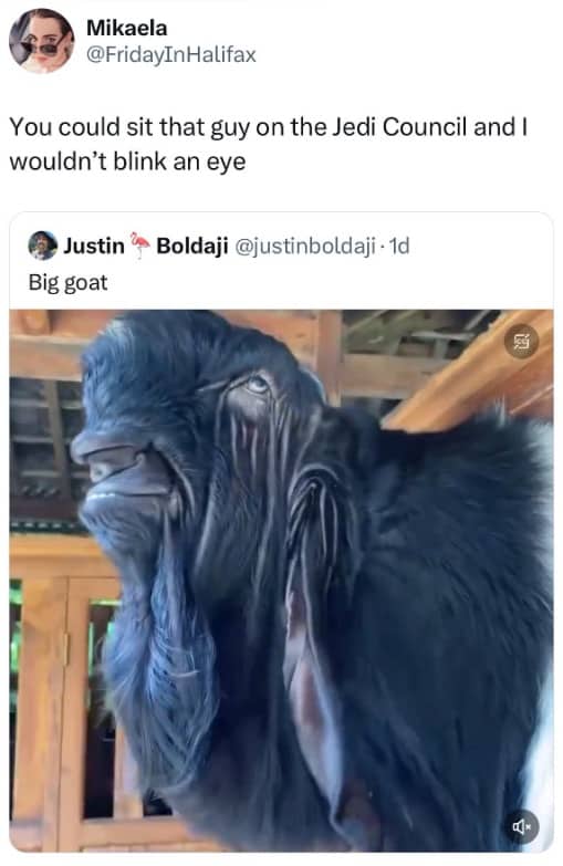 Damascus goat with unusual facial features and long ears captioned as a potential Jedi Council member.