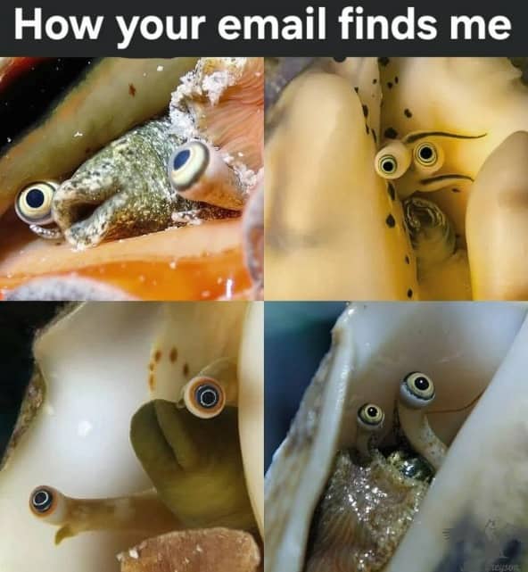 Four-panel grid showing conch snail eyes peeking out of shells with the caption how your email finds me.