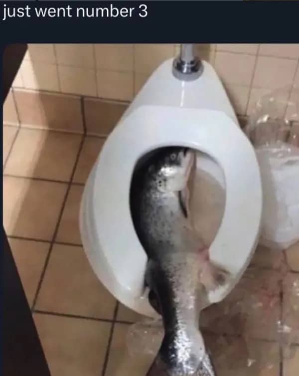 Large fish resting inside a toilet bowl with a humorous caption about going number three.