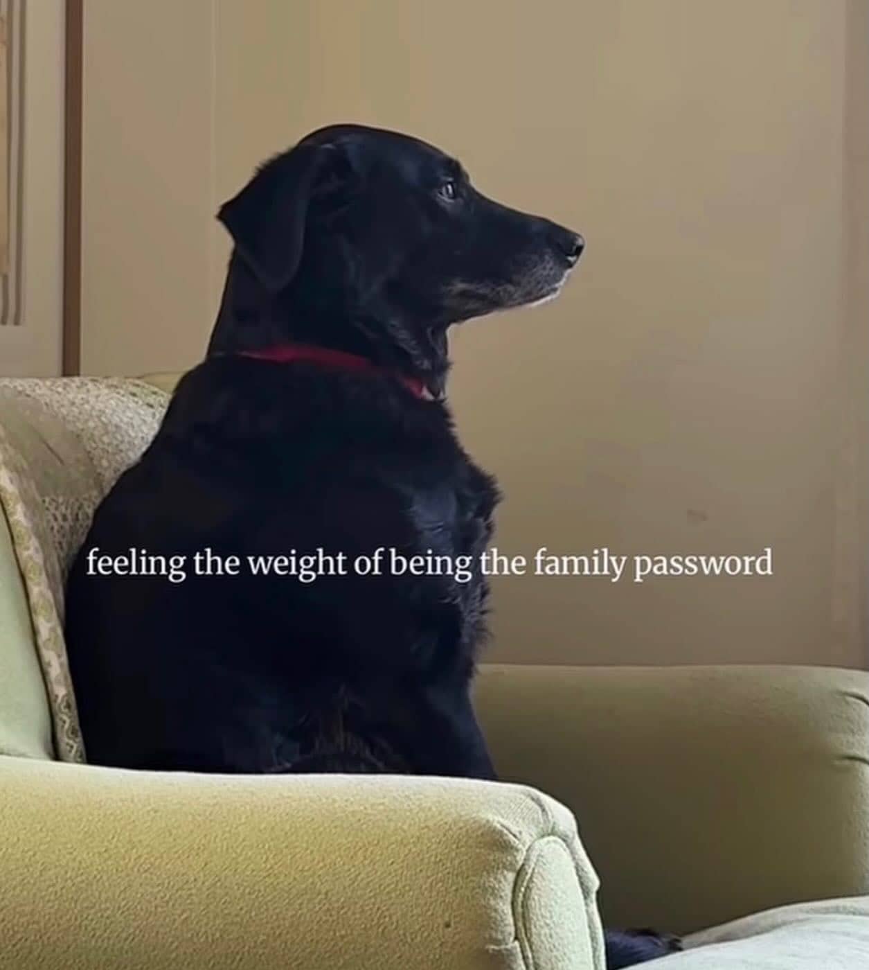 Text-based meme explaining how to mimic an Australian accent by saying have you bean to spice lightly.