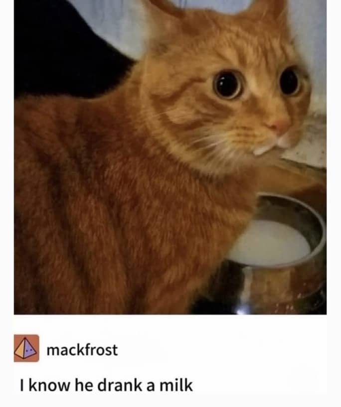 Ginger cat with milk on its mouth looking guilty next to a bowl of milk.