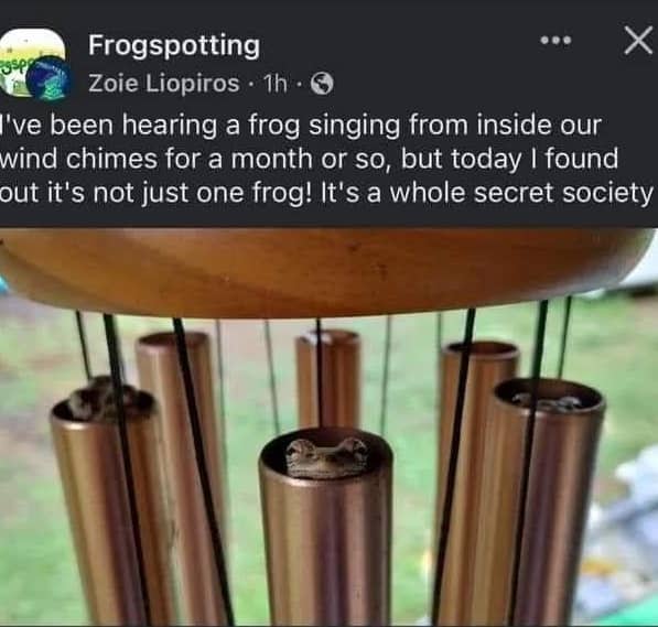 Cute tree frogs peeking out from the top of copper wind chime tubes in garden.