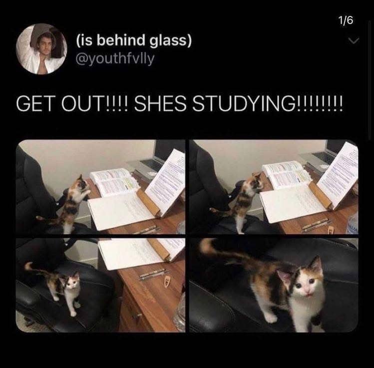 Four panel funny cat meme showing a calico kitten standing on a chair studying at desk.