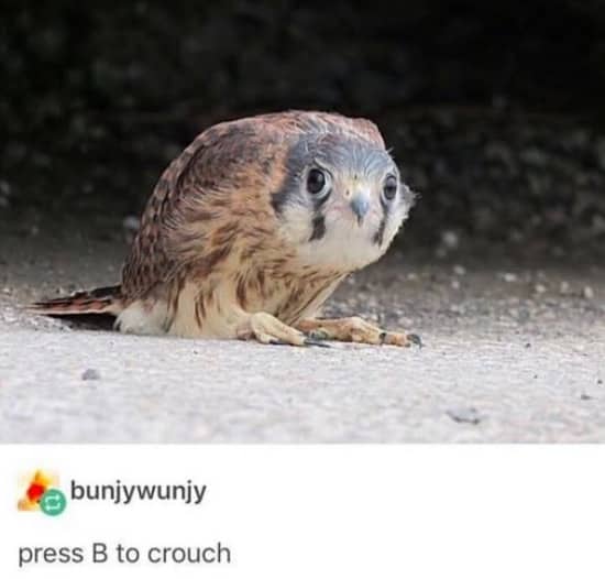 Small kestrel hawk crouched low to the ground with a funny video game inspired caption.