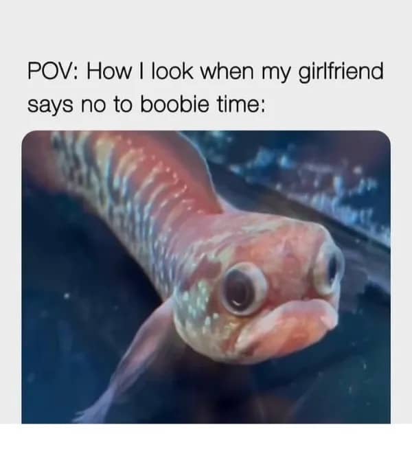 Close up funny fish face meme with text about reaction to no boobie time.