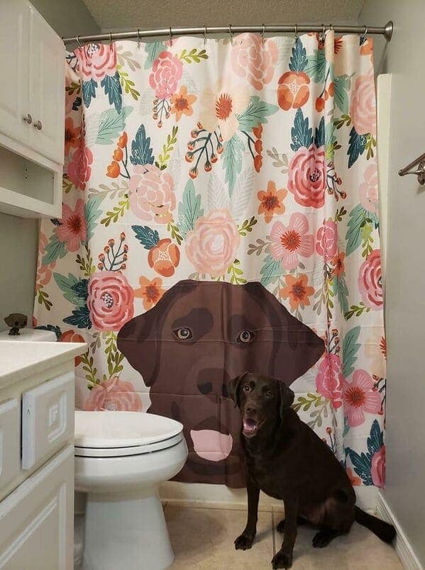 A cute and coordinated funny shower curtain with a vibrant floral pattern and a large print of a chocolate Labrador’s face at the bottom. A real-life chocolate Lab is sitting perfectly in front of the curtain, looking identical to the print.
