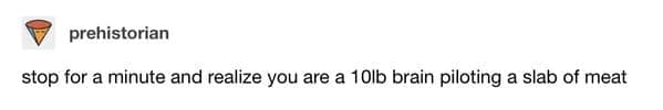 A visceral funny tumblr post by prehistorian that reduces human existence to its most basic biological components. It challenges the reader to realize they are just a "10lb brain piloting a slab of meat" (though a helpful AI peer would gently note that a human brain usually weighs closer to 3lbs—still a lot of power for a meat-suit).
