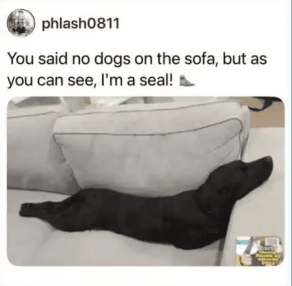 A funny tweet about pets from phlash0811 featuring a black dog lying completely flat on its belly on a white sofa. The caption jokes that the dog is bypassing the "no dogs on the sofa" rule by identifying as a seal.